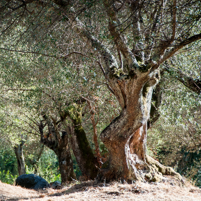 Huile d'olive vierge-extra biologique, AB